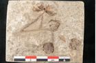 Foto (Detailansicht) von Glyptostrobus europaeus Brongniarti (NHMW-GEO-2024-0188-8070)
